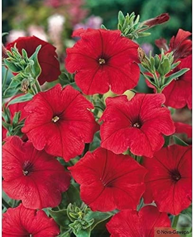 Petunia (flower Petunia hybrida) for planting in garden